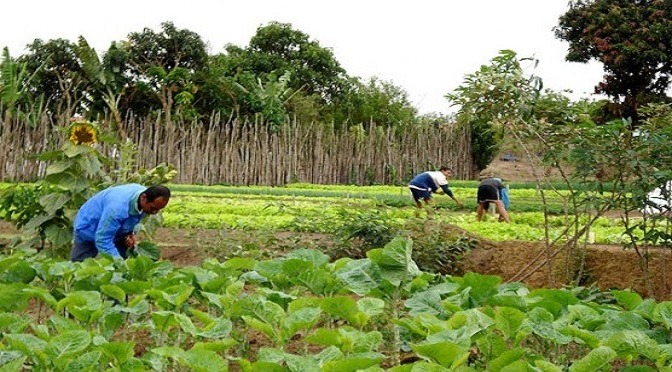 Covid-19: pequenos e médios agricultores têm linha de crédito especial Covid-19: pequenos e médios agricultores têm linha de crédito especial