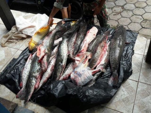 PMA flaga pescadores com 255kg de peixes e aplica multa R$ 11,8 mil Parte do pescado apreendido durante ação dos policiais na BR-262 (Foto: Divulgação/PMA)