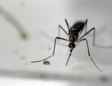 Mosquito é responsável pela transmissão de diversas doenças, como a febre amarela e a dengue
Foto: Marvin Recinos/AFP