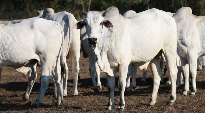 Programa Carne Orgânica Sustentável do Pantanal deve chegar a 30 mil abates em 2019