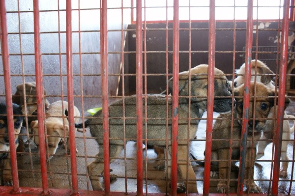 CCZ promove adoção e vacinação de animais e atividades para crianças