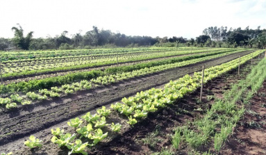 Agraer entrega títulos de terra para 48 agricultores familiares nesta terça-feira (15)