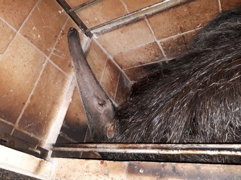 Tamanduá-bandeira é encontrado dentro de churrasqueira de casa; veja vídeo