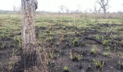 15 Batalhao de Policia Militar Ambiental
