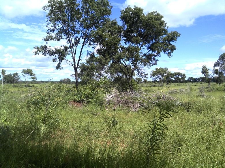 PMA multa pecuarista em R$ 10,5 mil por desmatar área nativa