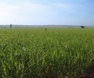 Setor de cana-de-açúcar consegue aumento médio da produtividade para safra 2015/16 Setor de cana-de-açúcar consegue aumento médio da produtividade para safra 2015/16