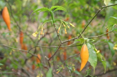 Brasileiros estudam tratamento mais veloz e eficiente contra o crack A ibogaína pode ser uma solução para o problema do crack
Reprodução de internet