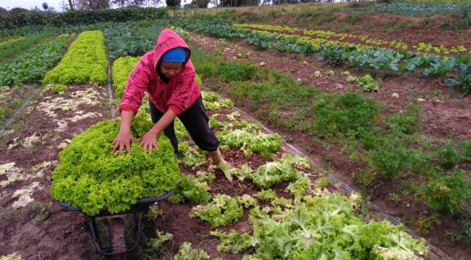 Com prorrogação, agricultura familiar ganha fôlego para pagamento do financiamento do crédito rural Com prorrogação, agricultura familiar ganha fôlego para pagamento do financiamento do crédito rural