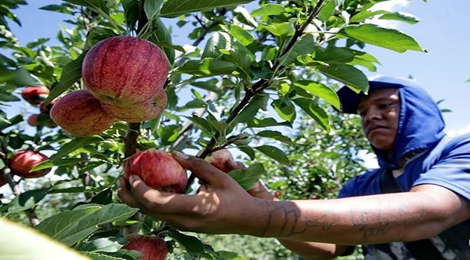 Funtrab inicia processo para contratação de indígenas para colheita da maçã em SC e RS Funtrab inicia processo para contratação de indígenas para colheita da maçã em SC e RS