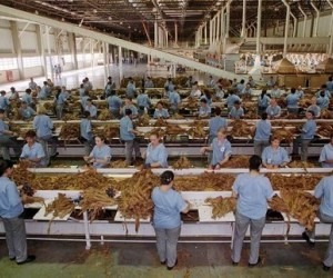 Produção de tabaco no país - Divulgação/Souza Cruz