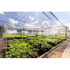 Águas Guariroba comemora Dia da Árvore com plantio de mudas na Capital Mudas são cultivadas na ETE do bairro Los Angeles. (Foto: Divulgação)