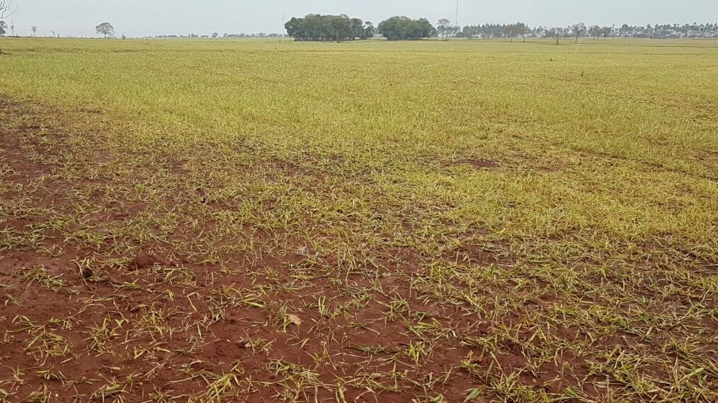 Desmatamento de área de vegetação de cerrado sem autorização do órgão ambiental- Foto: Divulgação