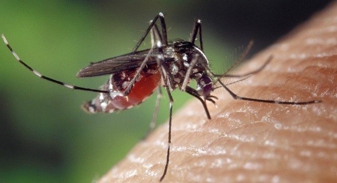 Mato Grosso do Sul confirma quase 30 mil casos de dengue neste ano