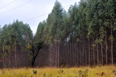 Mato Grosso do Sul tem 200 mil hectares de florestas sem destino certo Com oferta maior que demanda, o preço médio do metro cúbico de madeira opera no vermelho - Foto: Valdenir Rezende / Correio do Estado