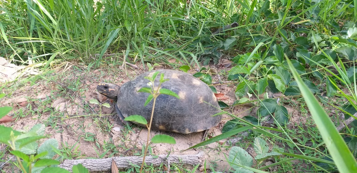 Moradora encontra jabuti adulto em sua residência Moradora encontra jabuti adulto em sua residência