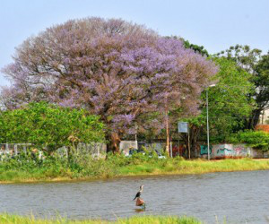 Com chegada da primavera, chuvas serão mais frequentes Lagoa Itatiaia, em Campo Grande
(Foto: Valdenir Rezende / Correio do Estado)
