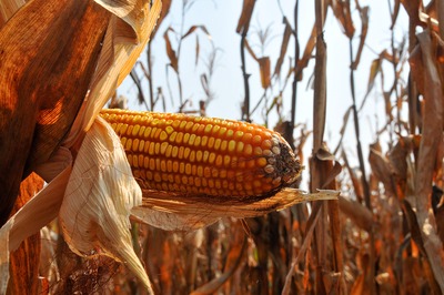 Colheita recorde de milho safrinha entra na reta final esta semana Mais de 70% da área de milho safrinha foi colhida em MS que teve 1,8 milhão de hectares plantados - Foto: Valdenir Rezende / Correio do Estado