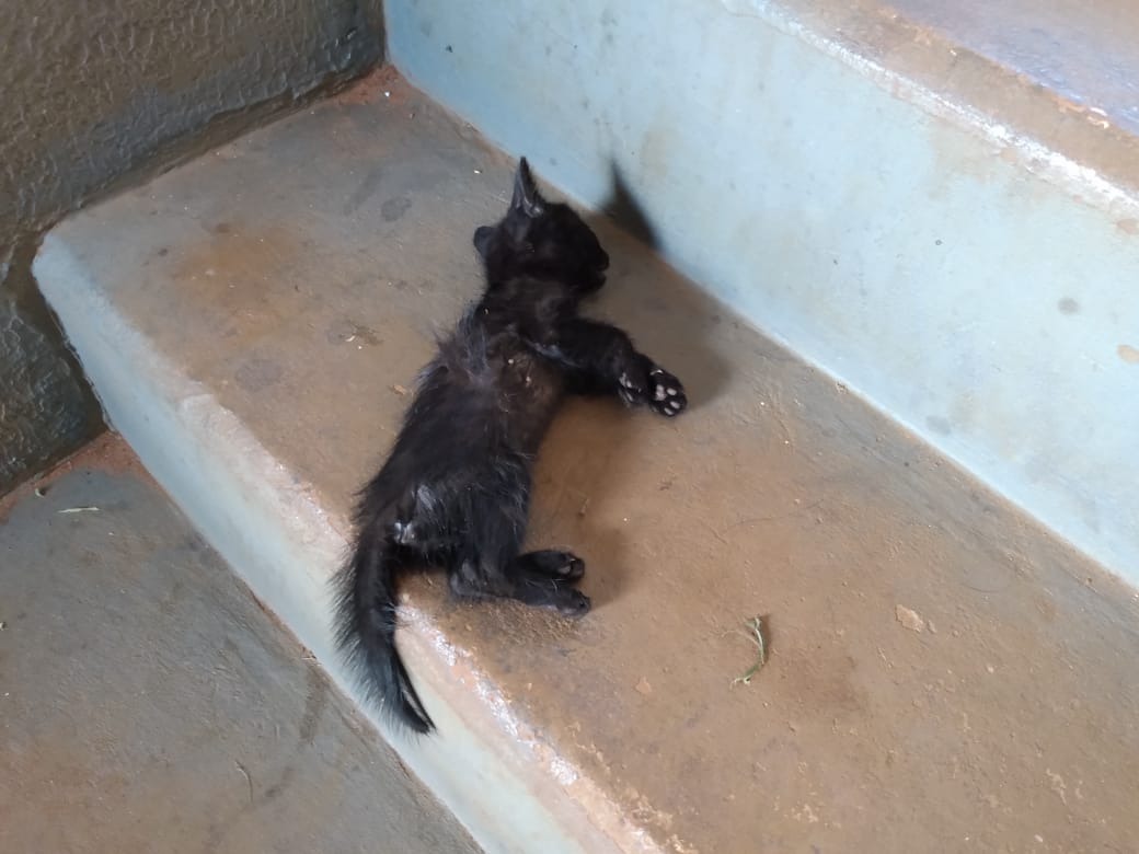 Mulher de 54 anos é autuada por ter pisoteado um gato até a morte