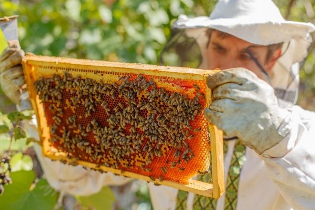 Ferramenta do é capaz de aumentar produtividade da colmeia e ser termômetro na atividade apícola em MS