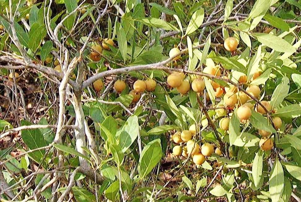 5ª edição do Cata Guavira terá início nesta sexta no SEBRAE