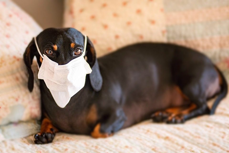 Saia do celular e curta o tempo livre com os animais domésticos da casa Divulgação