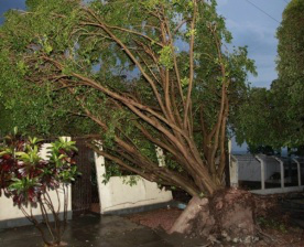 Após temporal, Prefeitura de Coxim estuda decretar estado de emergência No total, foram contabilizadas a queda de 150 árvores. (Foto: PC de Souza)