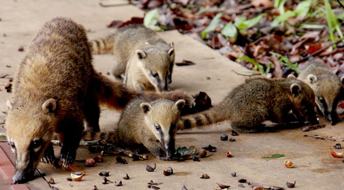 Presença de filhotes de quatis exige mais cautela de motoristas no Parque dos Poderes Presença de filhotes de quatis exige mais cautela de motoristas no Parque dos Poderes