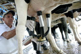 Produção leiteira cresce 300% com contribuição do Programa Empreendedor Rural Produção leiteira cresce 300% com contribuição do Programa Empreendedor Rural