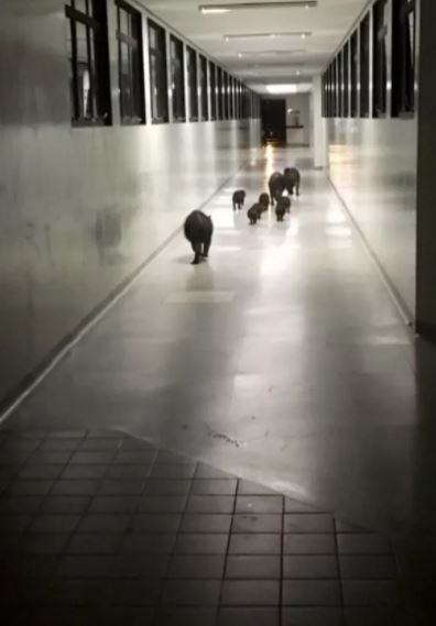 Família de capivaras é flagrada 'passeando' por corredor do HU