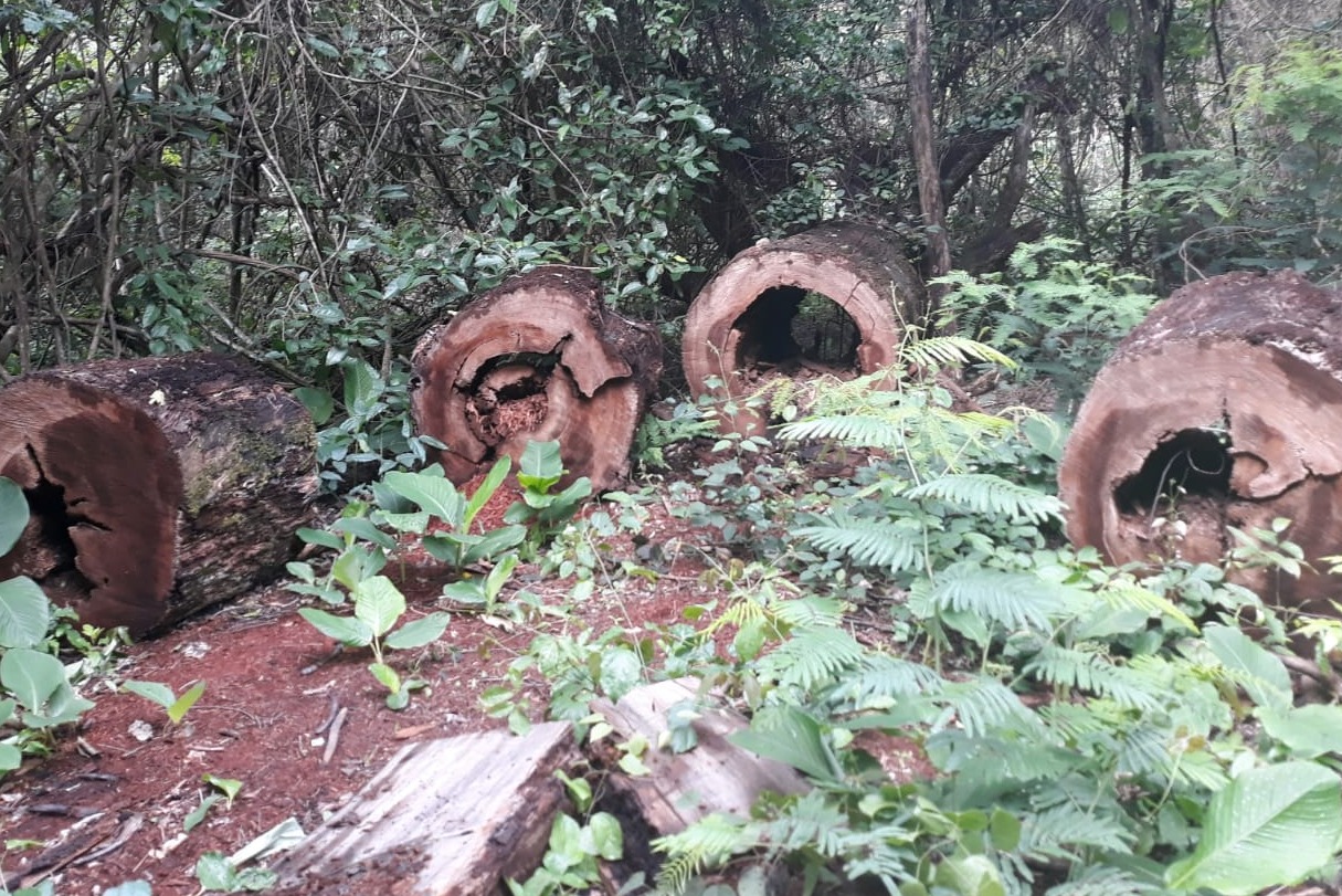 Homem é preso por exploração ilegal e furto de madeira em área protegida Homem é preso por exploração ilegal e furto de madeira em área protegida