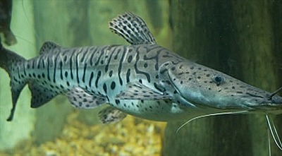 Pesquisadores de MS estudam bactéria que compromete o desenvolvimento de peixes