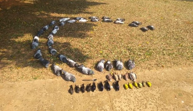 58 pássaros amanhecem mortos no Jardim Panamá (Divulgação)