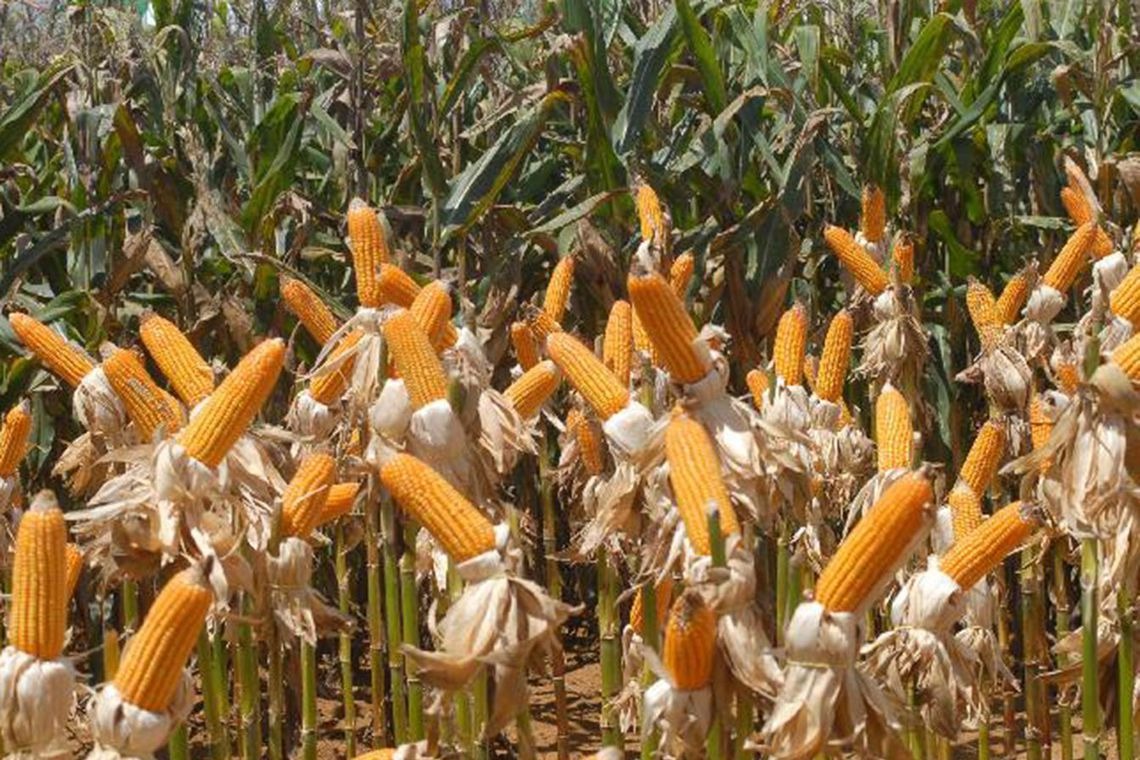 Agricultura e preservação ambiental podem andar juntas, diz estudo Elza Fiúza/Agência Brasil