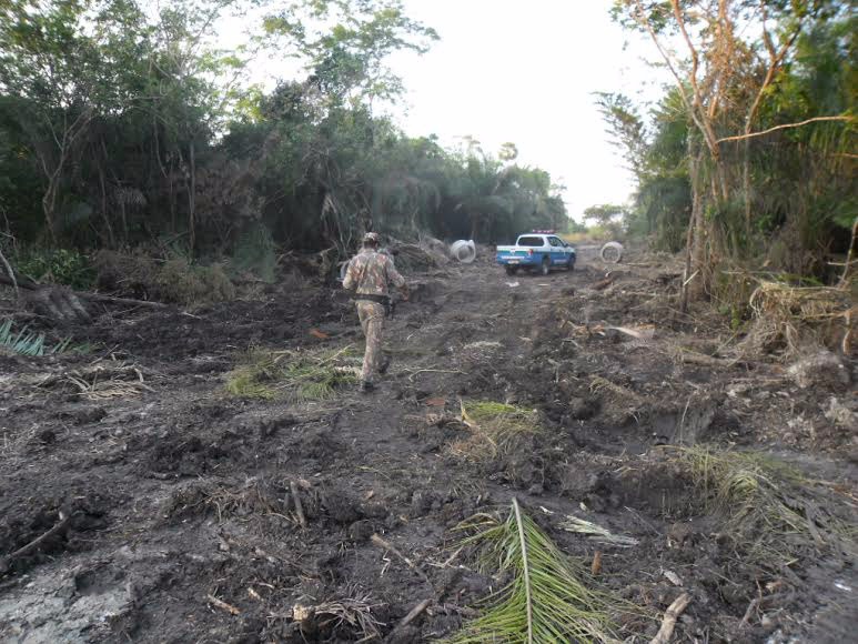 PMA aplicou R$ 1,1 milhão em multas por desmatamento durante operação Cachorro Vinagre