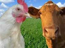 Frango: Carne sobe com força e perde competitividade frente à bovina