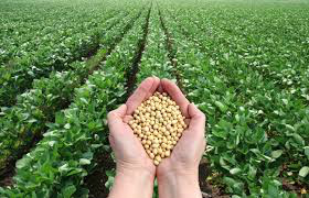 Conab publica Perspectivas para Agropecuária da próxima safra