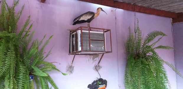 Ave silvestre que estava em residência é capturada pela PMA Ave silvestre que estava em residência é capturada pela PMA