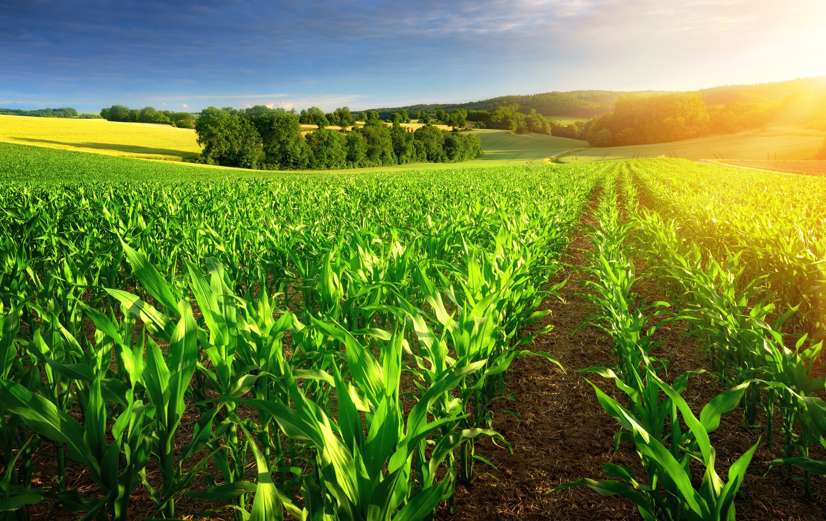 Produtores têm até segunda para aderir ao Refis Rural Produtores têm até segunda para aderir ao Refis Rural