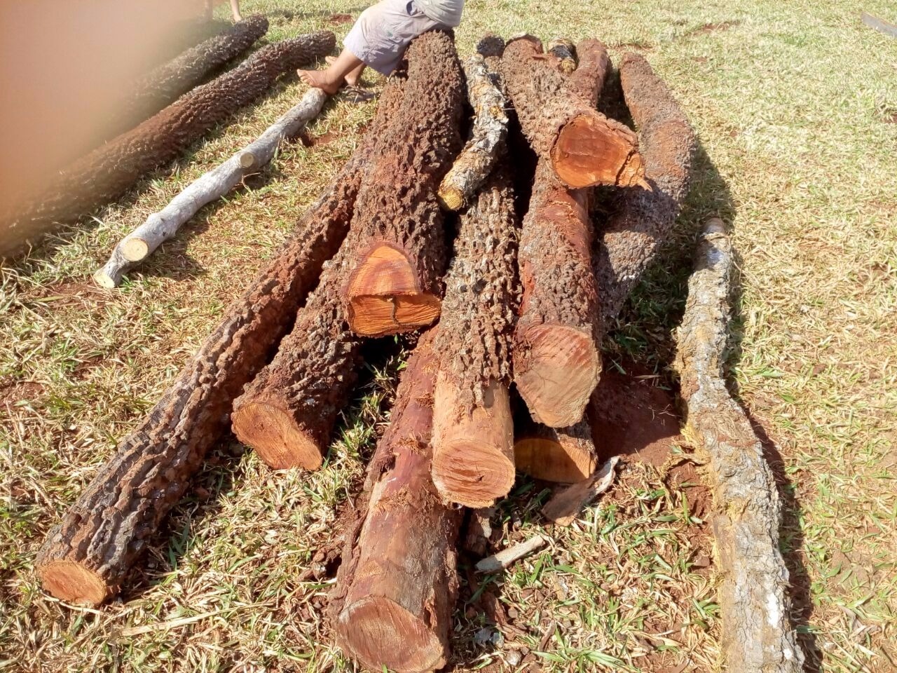 PMA autua assentado por armazenamento ilegal de madeira PMA autua assentado por armazenamento ilegal de madeira