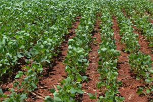 Sojicultor de MS deve cadastrar área plantada da safra 2014/15 na Iagro Sojicultor de MS deve cadastrar área plantada da safra 2014/15 na Iagro