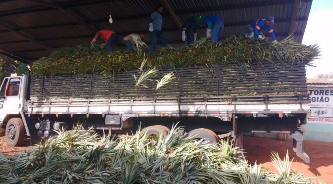 “MS no Campo” destaca a importância do agronegócio na geração de empregos no Estado