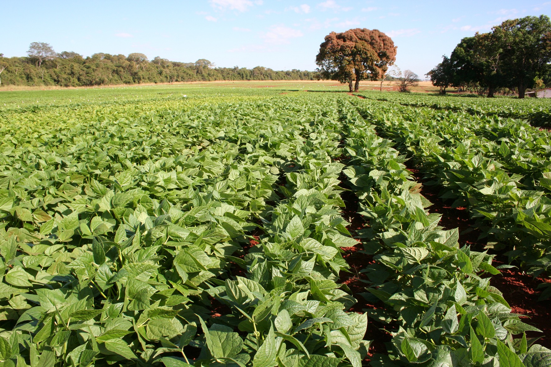 Mapa publica Zoneamento Agrícola de Risco Climático para o cultivo do feijão em MS