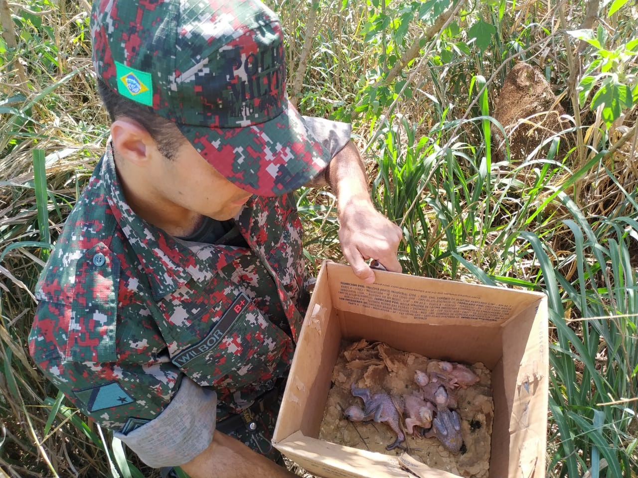 PMA e Ibama encerram operação Bocaiúva contra o tráfico de papagaios PMA e Ibama encerram operação Bocaiúva contra o tráfico de papagaios