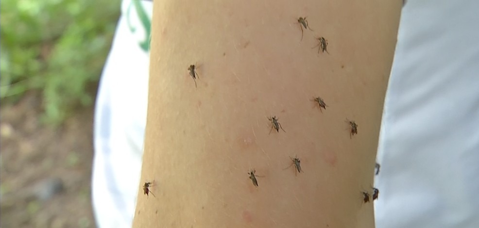 
Proliferação de mosquitos devido ao verão incomoda moradores de Corumbá, MS