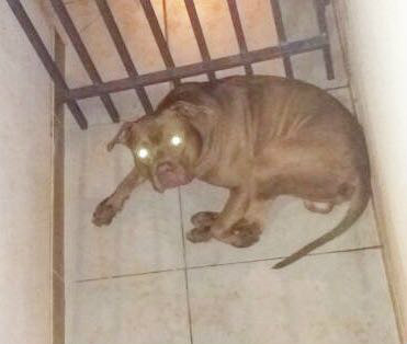 Pit bull responsável pelo ataque a mulher. (PM/Divulgação)