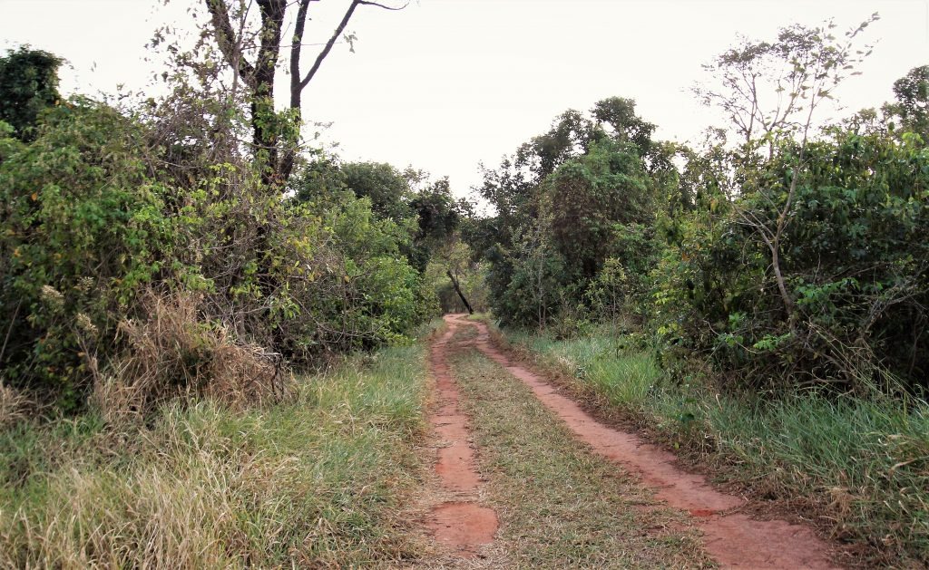 Parques estaduais preservam nascentes d’água que contam história de Campo Grande Parque Estadual das Matas do Segredo registrou 1,2 mil visitas no ano passado. Este ano foram 500 até julho.
