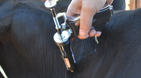 Mato Grosso do Sul vacinou 99,47% do seu rebanho contra aftosa Diversas frentes de trabalho contribuíram para que o número de ausentes fosse o menor possível