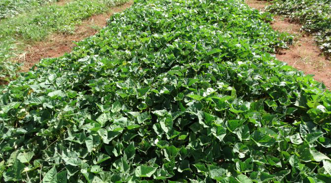 Centro de Pesquisa da Agraer incentiva produtores com distribuição de mudas de capim, cana e batata-doce