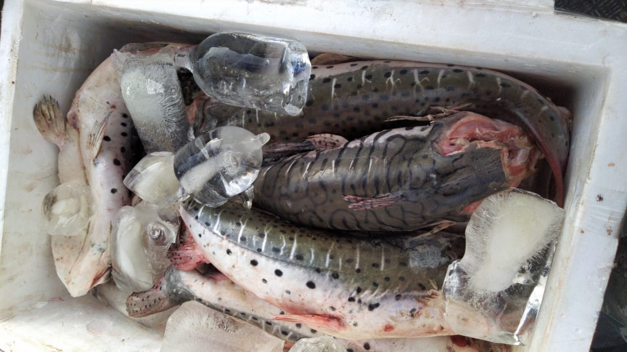 PMA prende quatro bolivianos por pesca predatória no rio Paraguai no Pantanal Divulgação