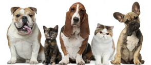 Saiba quais os alimentos perigosos para cães e gatos Saiba quais os alimentos perigosos para cães e gatos